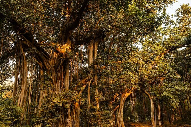 Ranthambore National Park - Jeep or canter: what the vehicle changes