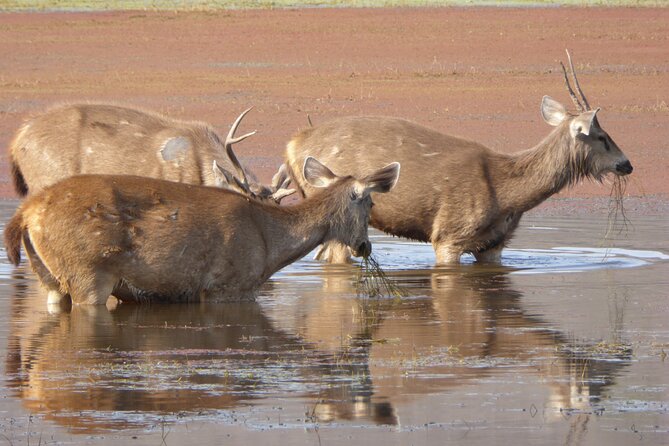 Ranthambore National Park - Who will enjoy this safari most
