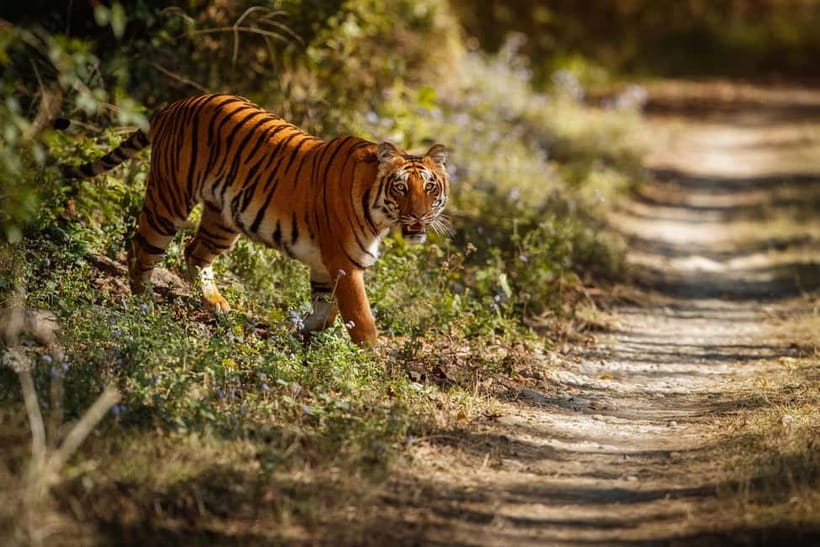 Ranthambore National Park: Safari Ticket with Pickup Option - Five things to know before booking