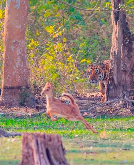 Ranthambore National Park: Safari Ticket with Pickup Option - Who should book this canter safari?