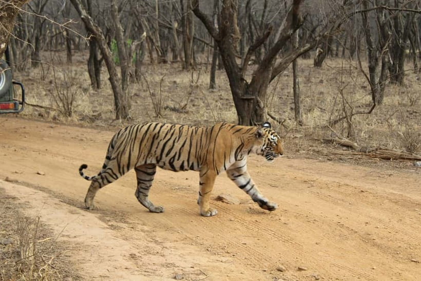 Ranthambore National Park: Safari Ticket with Pickup Option - What the 3.5-hour safari actually involves
