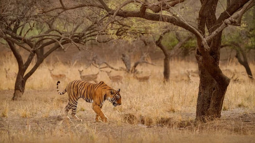 Ranthambore National Park: Safari Ticket with Pickup Option - Canter or jeep: the choice that shapes the ride