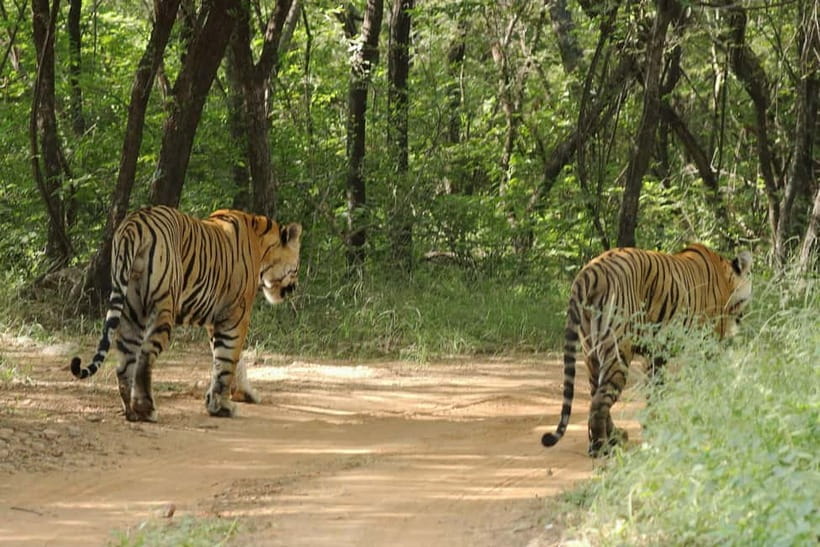 Ranthambore National Park: Safari Ticket with Pickup Option - Guides, drivers, and the human side of the safari
