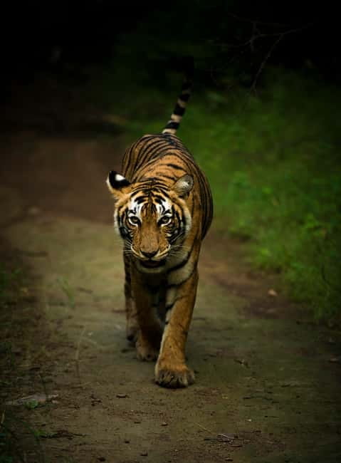 Ranthambore National Park: Safari Ticket with Pickup Option - Why Ranthambore is more than a tiger hunt