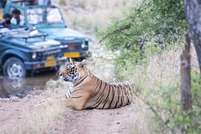 Ranthambore: Sharing Safari In Canter Or Gypsy Vehicle All Incl. - Key points to know before booking