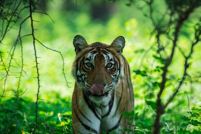 Ranthambore: Sharing Safari In Canter Or Gypsy Vehicle All Incl. - Starting in Sawai Madhopur with a shared pickup