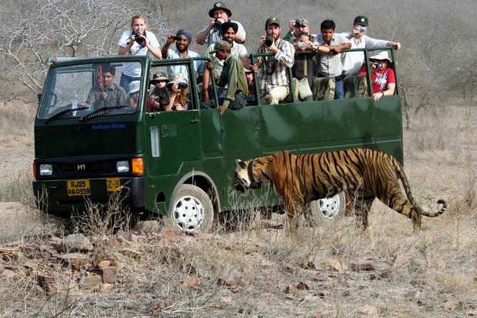 Ranthambore Wildlife Safari with Tickets & Transfer Options - What the Ranthambore safari actually offers