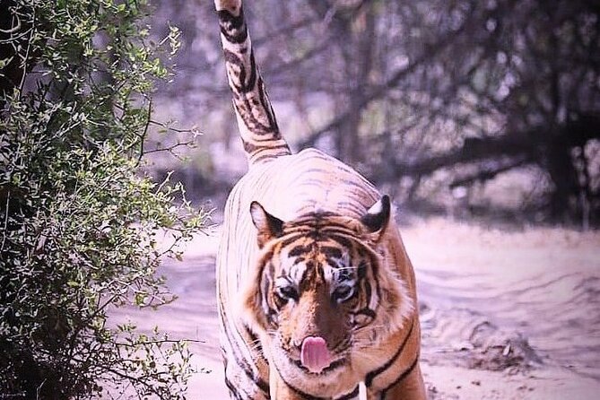 Ranthambore Wildlife Safari with Tickets & Transfer Options - Safari vehicles: private Gypsy or shared Canter