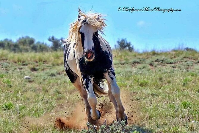 Red Canyon Wild Mustang Tours And Safaris In Cody Wyoming - Key points to know before you book