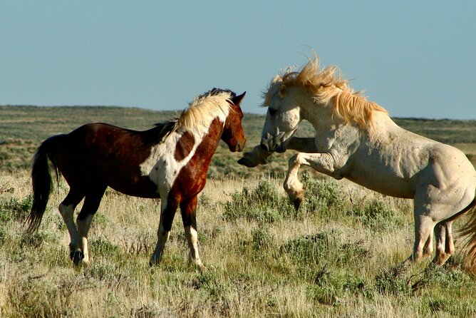 Red Canyon Wild Mustang Tours And Safaris In Cody Wyoming - Why McCullough Peaks is worth your time