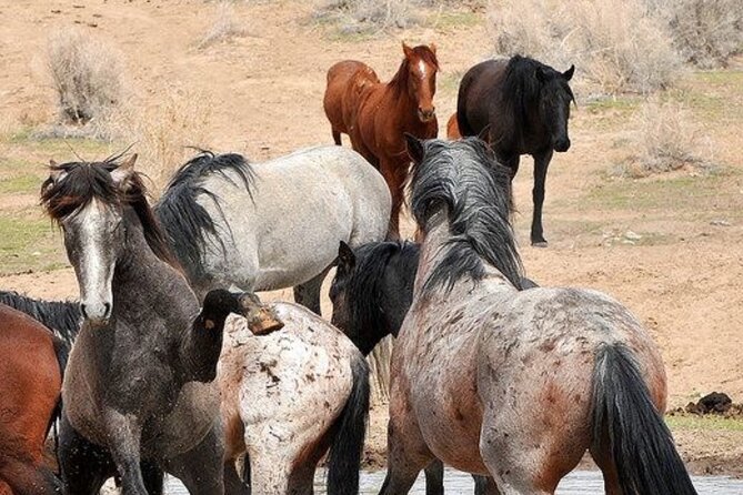 Red Canyon Wild Mustang Tours And Safaris In Cody Wyoming - Guides who make the difference