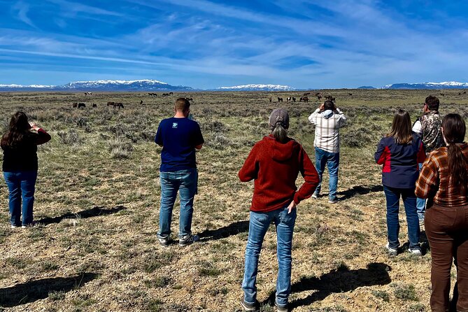 Red Canyon Wild Mustang Tours And Safaris In Cody Wyoming - The value of $89