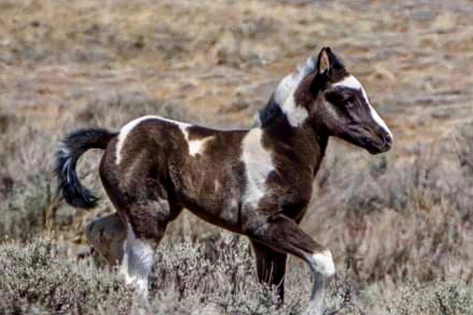Red Canyon Wild Mustang Tours And Safaris In Cody Wyoming - Booking and practical details