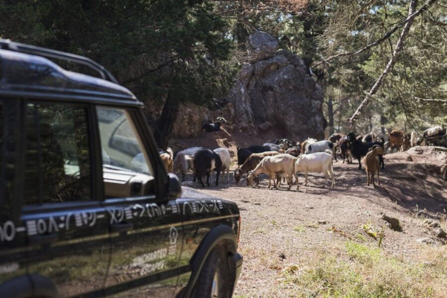 Rhodes: Full-Day 4WD Southern Safari Tour - Five things to know before booking