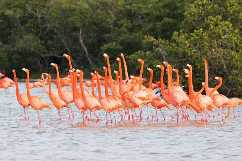 Rio Lagartos and Las Coloradas: EcoSafari Flamingo classic - Watching crocodiles in the wild