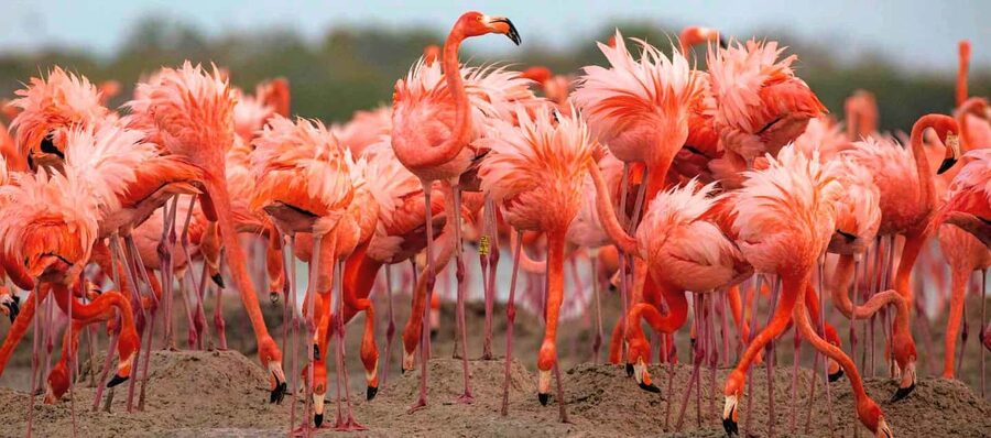 Rio Lagartos and Las Coloradas: Safari Flamingo Luxury - Key things to know before you go