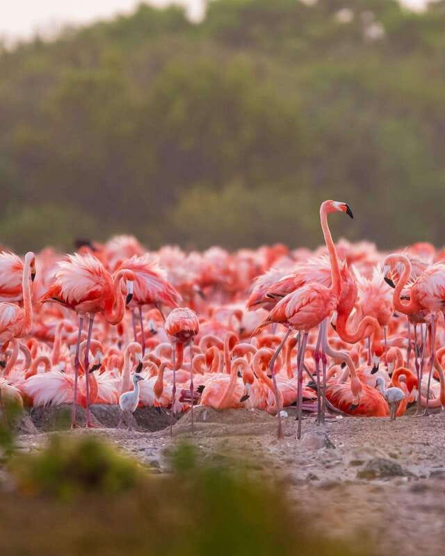 Rio Lagartos and Las Coloradas: Safari Flamingo Luxury - Flamingos across the Río Lagartos wetlands