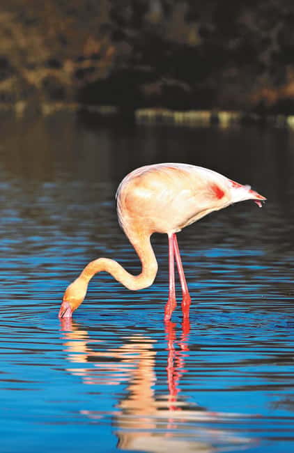 Safari 4x4 in Camargue / VIP Tour 3h30 / Grau du Roi - What the guides add to the experience