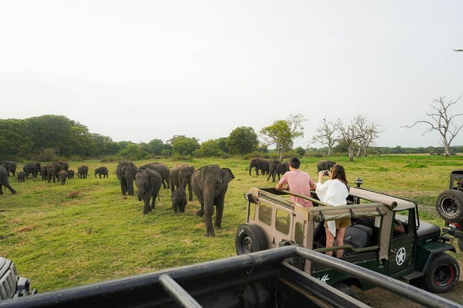 Safari Adventure in Minneriya national Park Sri Lanka - Who Will Like This Safari Most?