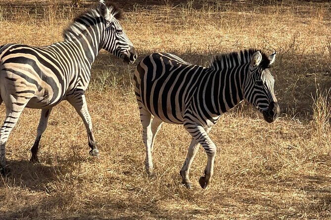 safari at the bandia reserve - The private 4x4 makes the difference