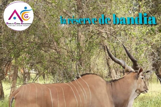 safari at the bandia reserve - Entering a 3,500-hectare conservation reserve