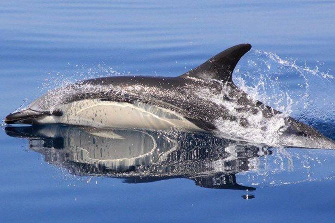Safari & Boat Tour - Mountains & Dolphins - The 4x4 journey into the Algarve interior