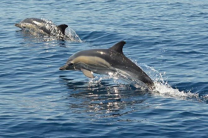 Safari & Boat Tour - Mountains & Dolphins - Who will enjoy this tour most
