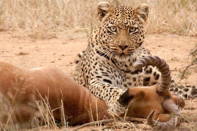 Safari Excelente y Safari lujos Tanzania - What this Tanzania safari is really offering