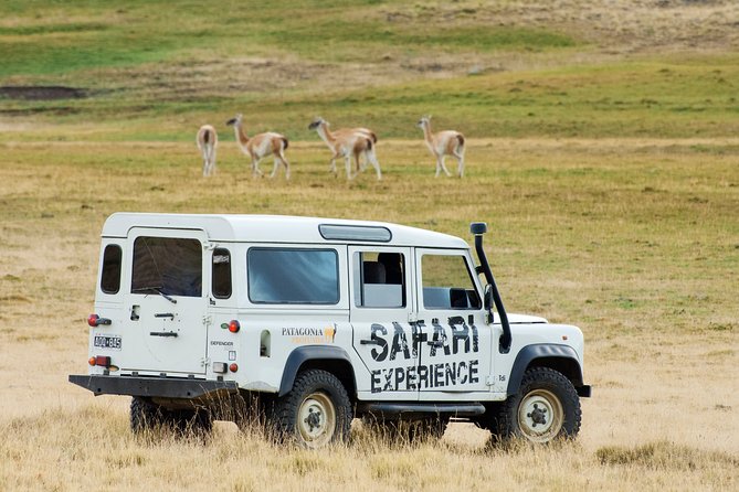 SAFARI EXPERIENCE - WILDLIFE & STEPPE - Key points to know before booking