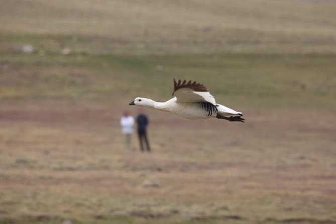SAFARI EXPERIENCE - WILDLIFE & STEPPE - Wildlife watching across Patagonia’s steppe