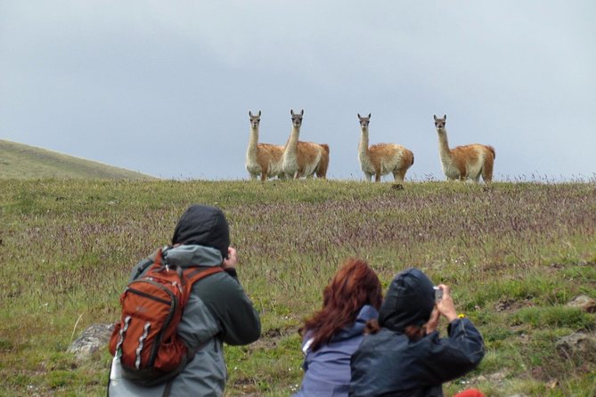 SAFARI EXPERIENCE - WILDLIFE & STEPPE - Is $175 a fair price?