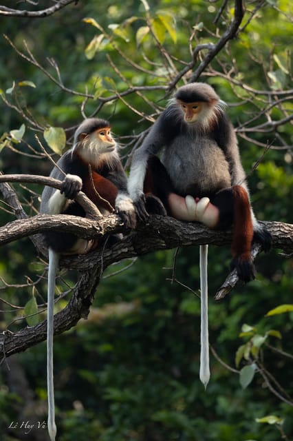 Safari - Finding the most endangered monkey in the World - Key points before you book