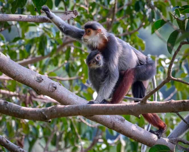 Safari - Finding the most endangered monkey in the World - Other forest life and quiet mountain views