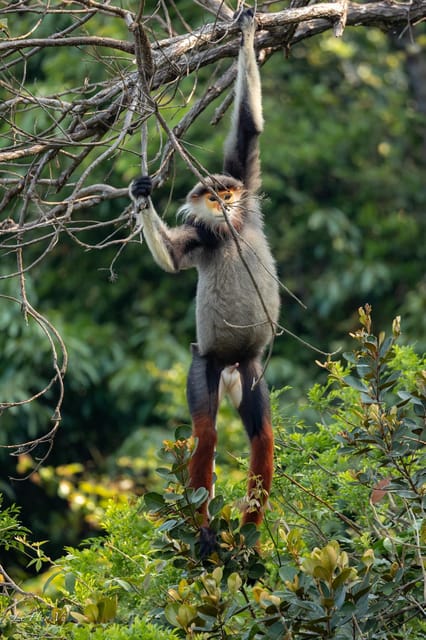 Safari - Finding the most endangered monkey in the World - Starting at Esco Beach Bar and leaving the city behind