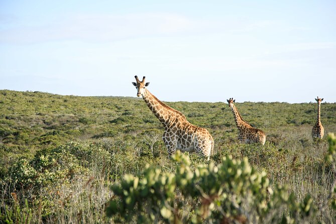 Safari Game Drive - Yzerfontein - Key things to know before booking