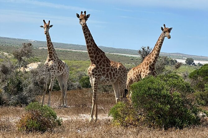 Safari Game Drive - Yzerfontein - A short safari with a distinctly West Coast setting