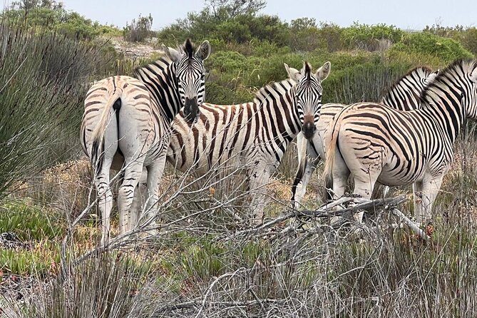 Safari Game Drive - Yzerfontein - Inside the West Coast Private Game Reserve