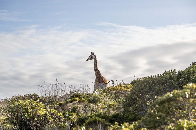 Safari Game Drive - Yzerfontein - Why the guide can make or break the outing