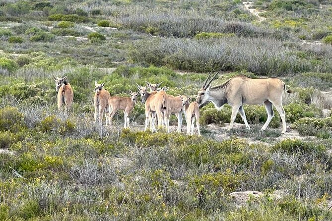 Safari Game Drive - Yzerfontein - The salt-pan break adds welcome breathing room
