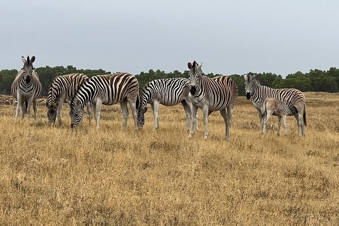 Safari Game Drive - Yzerfontein - What the price gives you at $28.74