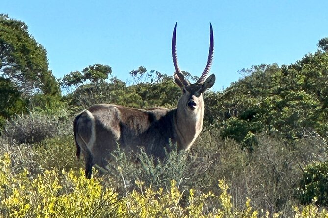 Safari Game Drive - Yzerfontein - Is this a good safari for children?