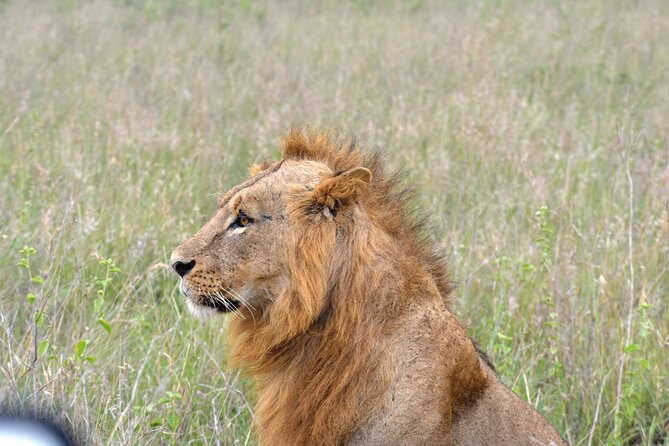 Safari In Nairobi Kenya National Park Half day Tour - Why Nairobi National Park makes sense for a short visit