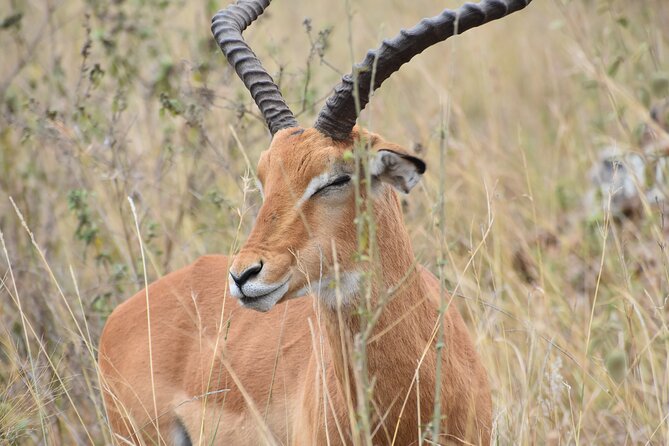 Safari In Nairobi Kenya National Park Half day Tour - Photography, comfort, and what to bring