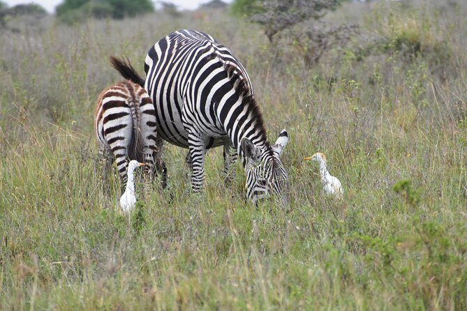 Safari In Nairobi Kenya National Park Half day Tour - Who should book this safari?