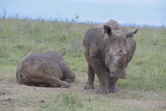 Safari In Nairobi Kenya National Park Half day Tour - The hotel pickup and short ride to the gate