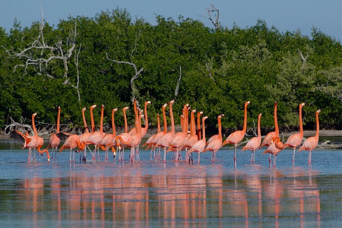 Safari in Rio Lagartos, Coloradas and Mayan Bath - Transport matters more than the $99 price