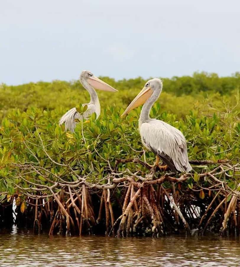Safari in the Bandia reserve and boat trip on the Somone lagoon - Key points to know before booking