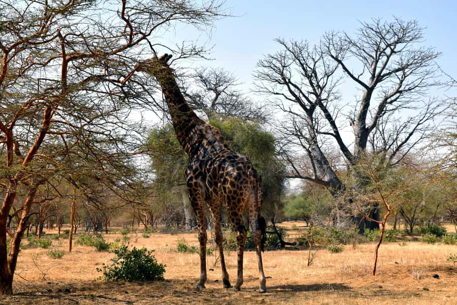 Safari in the Bandia reserve and boat trip on the Somone lagoon - Why pair Bandia with Somone Lagoon?