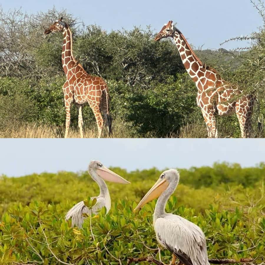 Safari in the Bandia reserve and boat trip on the Somone lagoon - Lunch at Le Rasta, with time to slow down