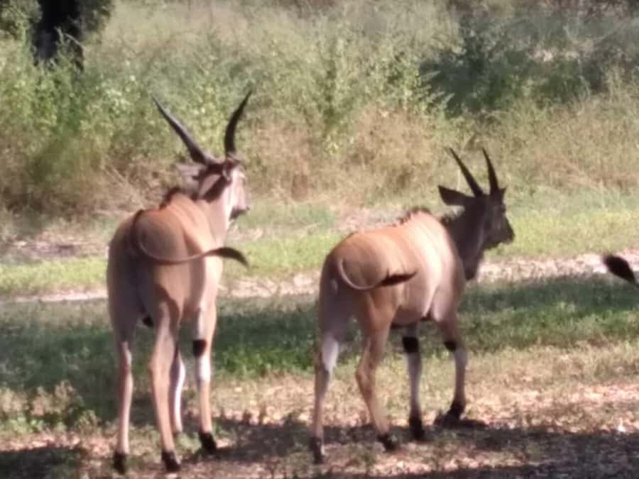 Safari in the Bandia reserve and boat trip on the Somone lagoon - The guide and driver can shape the whole day